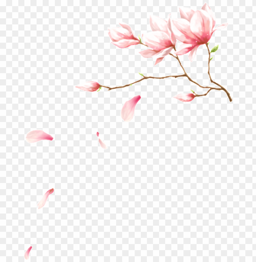 flower petals, pink flower, sakura flower, flower plants, cherry blossom flower, flower design