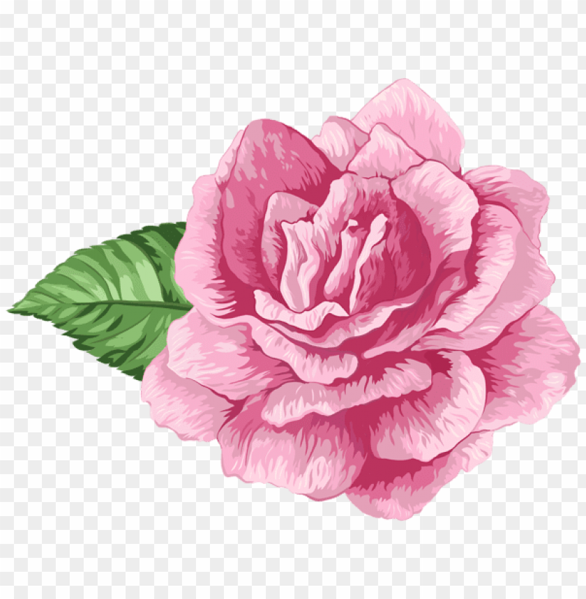 pink art rose