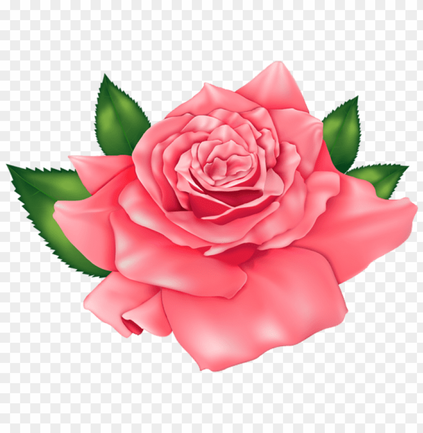pink beautiful rose