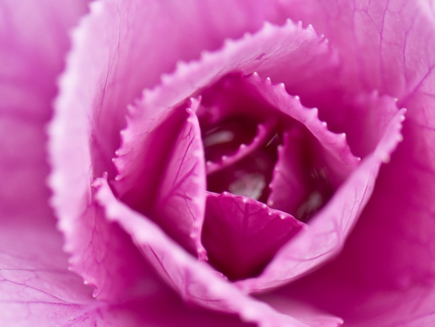 pink cabbage, cabbage, petals, pink, macro, closeup