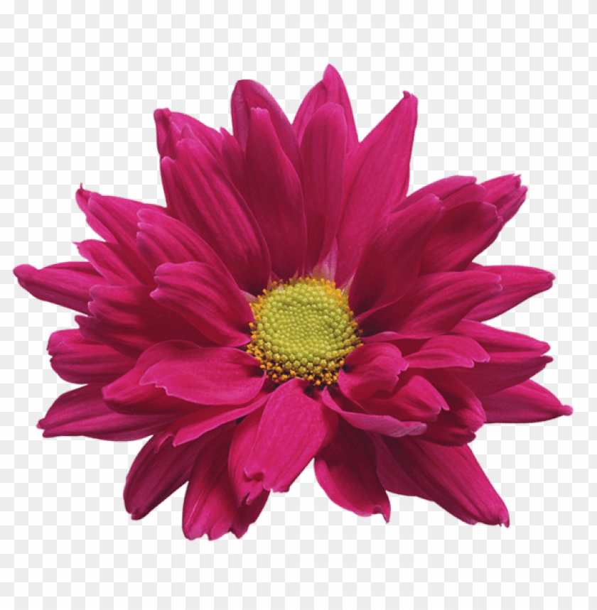 pink chrysanthemum flower transparent