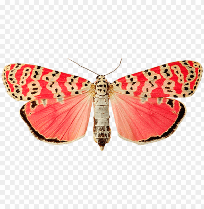 animals, insects, butterflies, pink dots butterfly, 