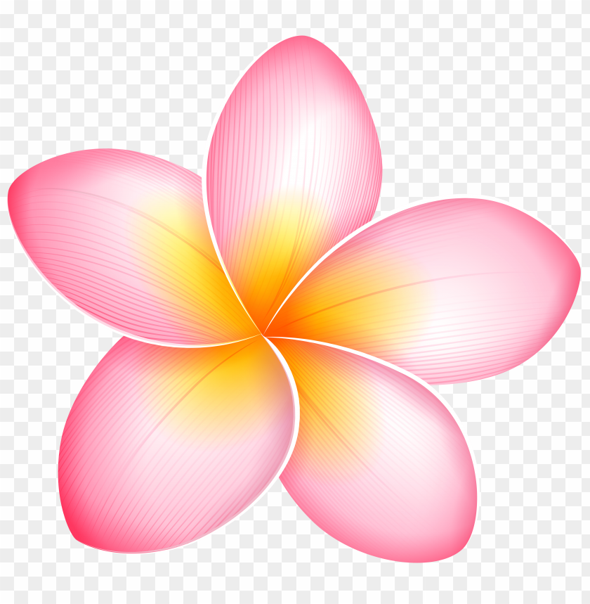 exotic, flower, pink