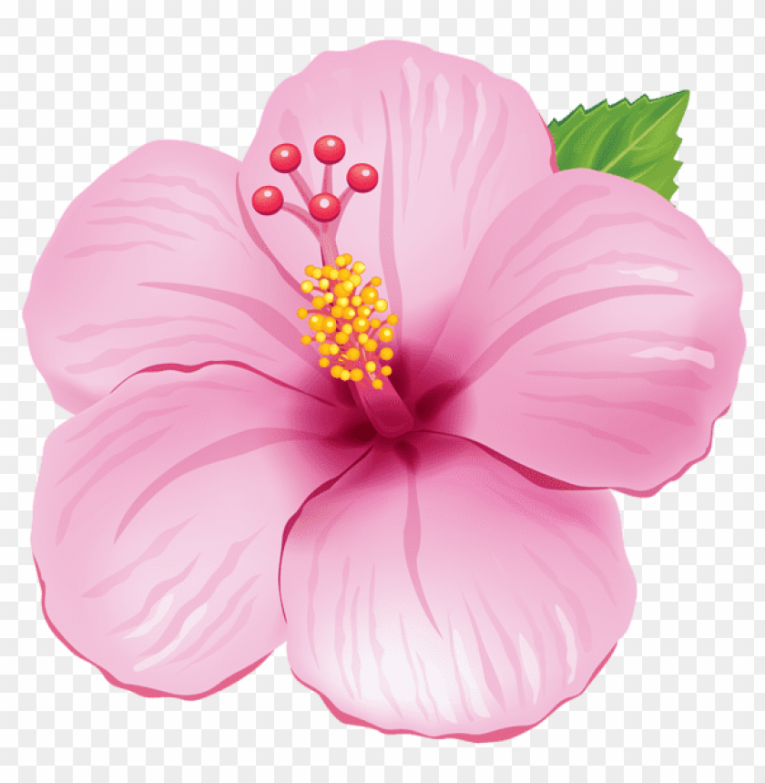 pink exotic flowerpicture