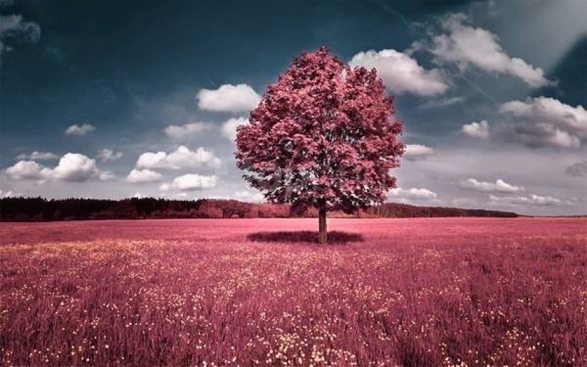 pink fantasy nature wallpaper background best stock photos | TOPpng