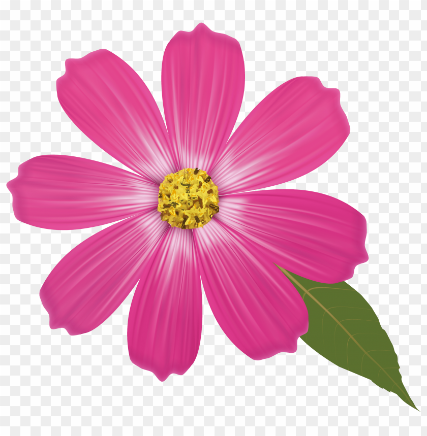 flower, pink