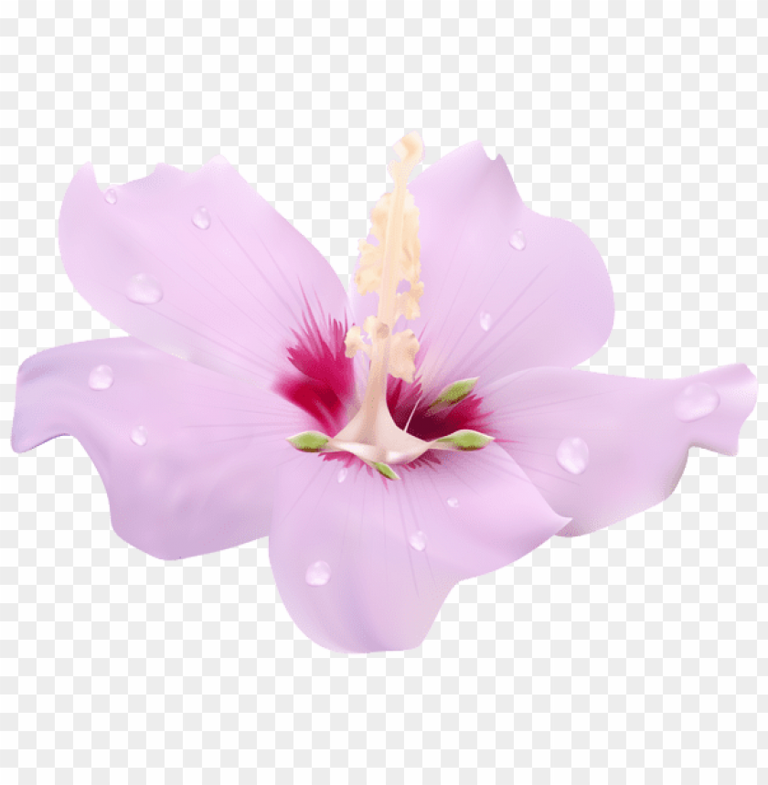 pink hibiscus flower transparent