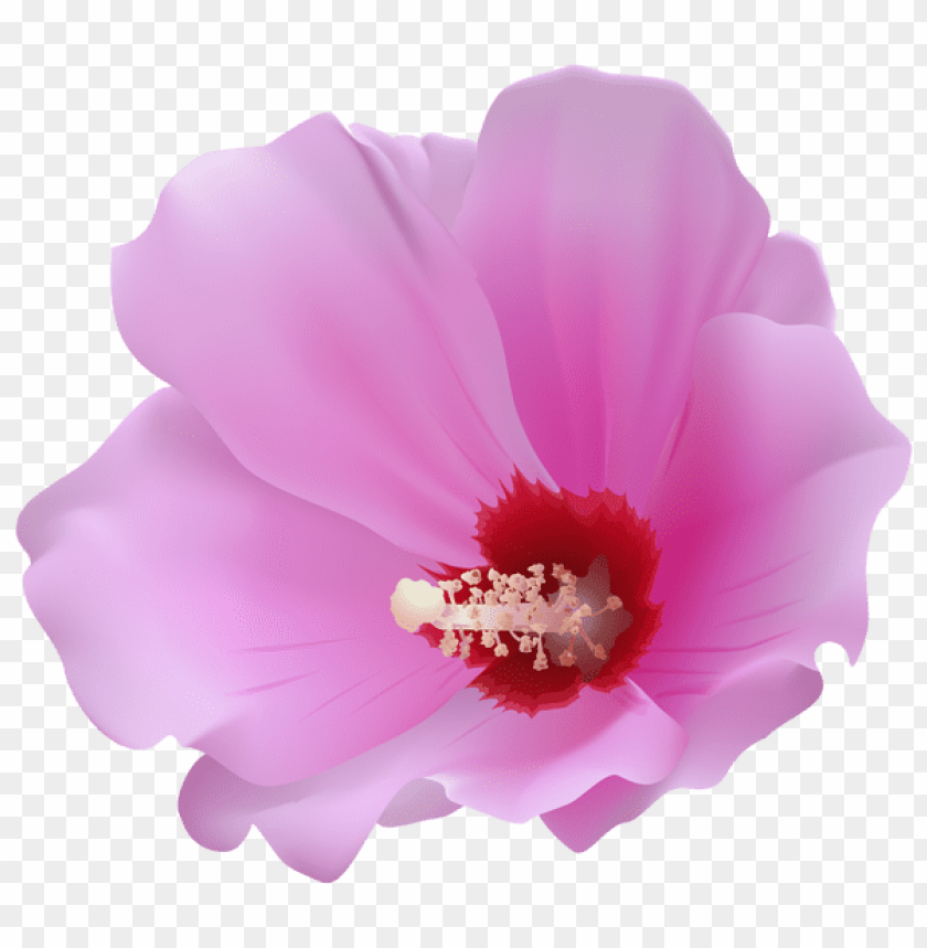 pink hibiscus transparent