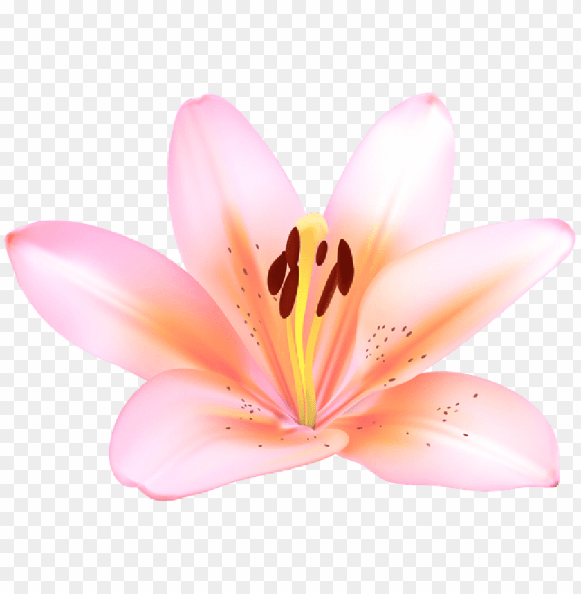 pink lilium flower transparent