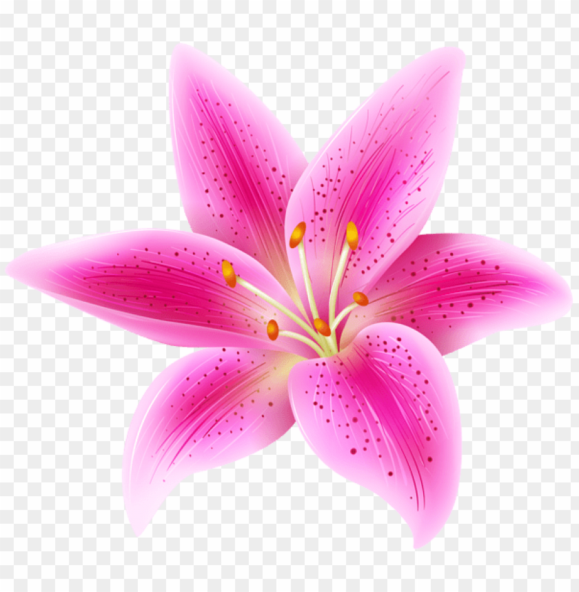 pink lily flower transparent