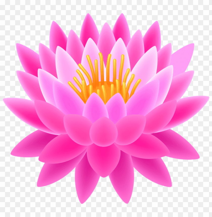 pink lotus transparent