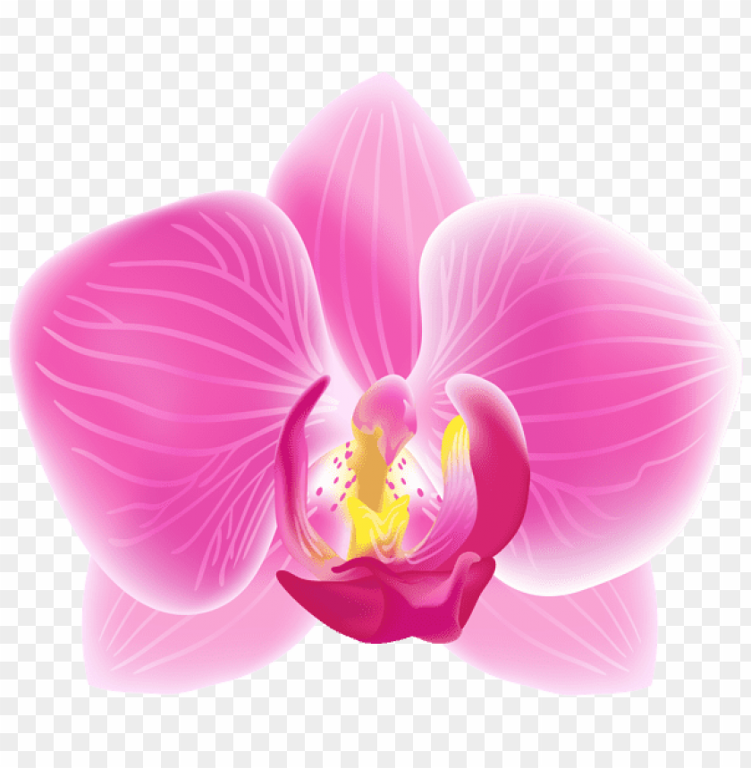 pink moth orchid transparent