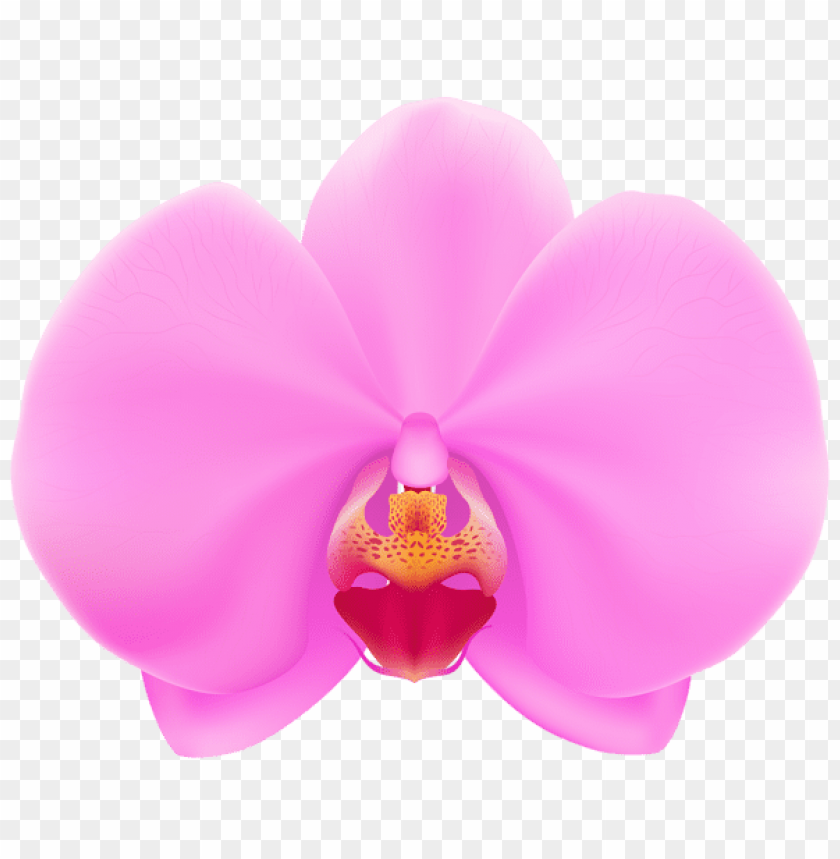 pink orchid png