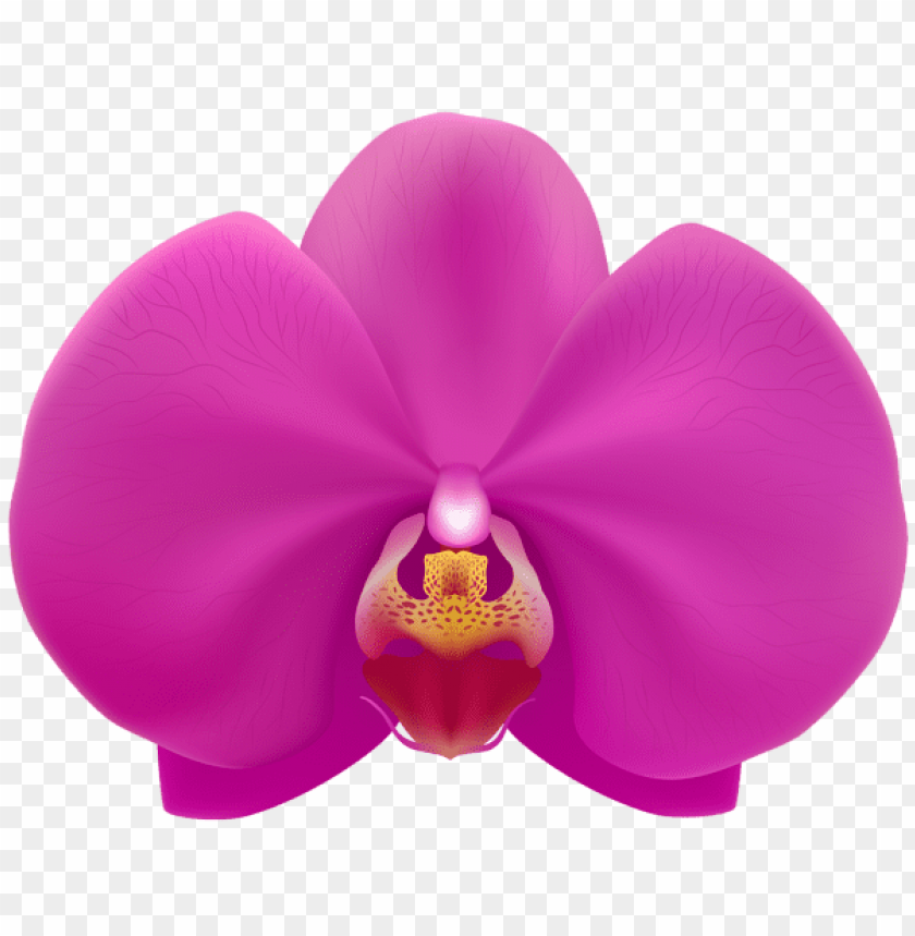 pink orchid transparent