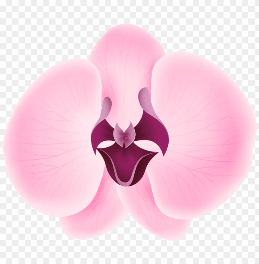 pink orchid transparent