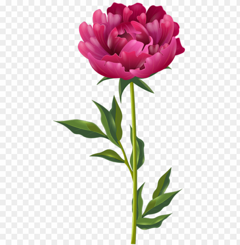 Download pink peony png images background | TOPpng