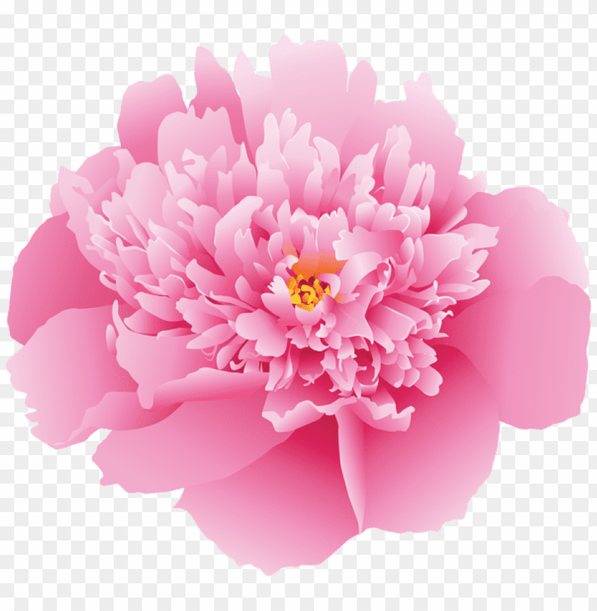 PNG image of pink peony flower with a clear background - Image ID 43942