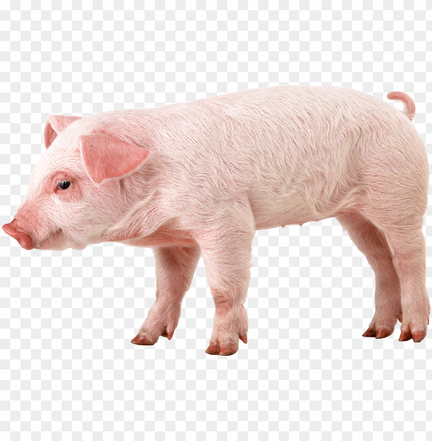 
pig
, 
animal
, 
dirty
, 
pink
, 
friendly
, 
meat
, 
food
