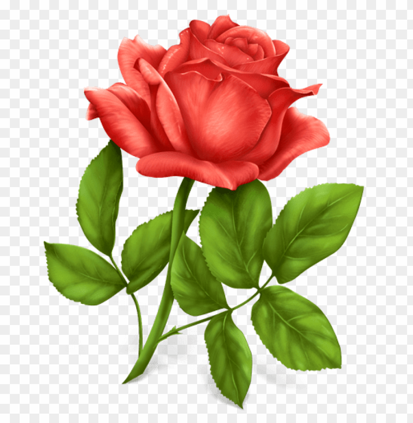 
rose
, 
woody flowering plant
, 
genus rosa
, 
pink rose
