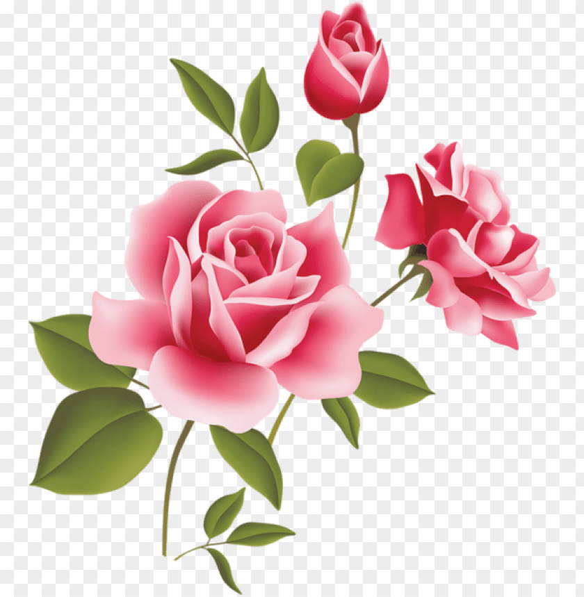pink rose art picture