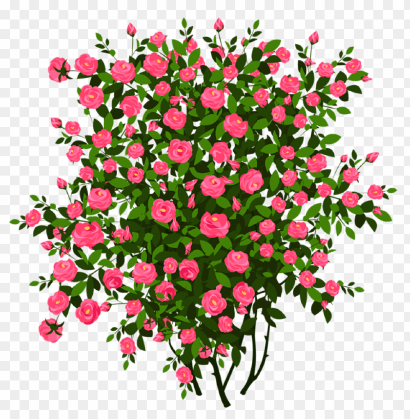 pink rose bushpicture
