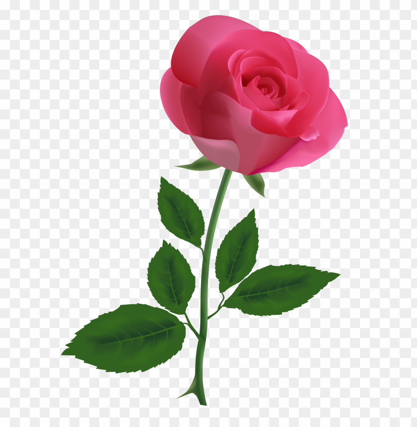 pink, rose