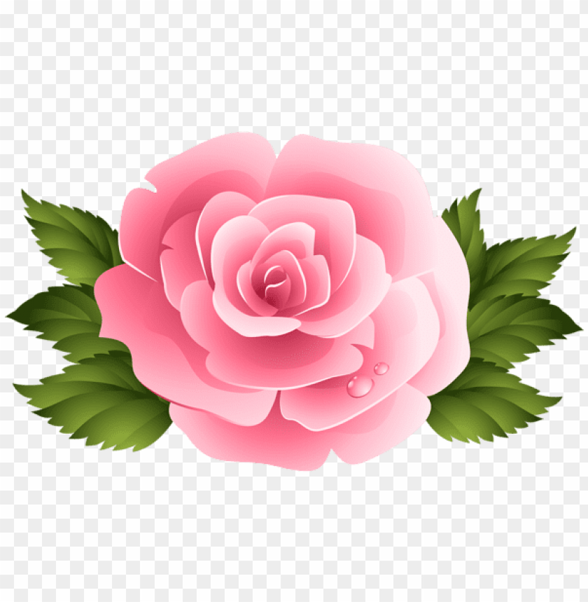 pink rose clipart