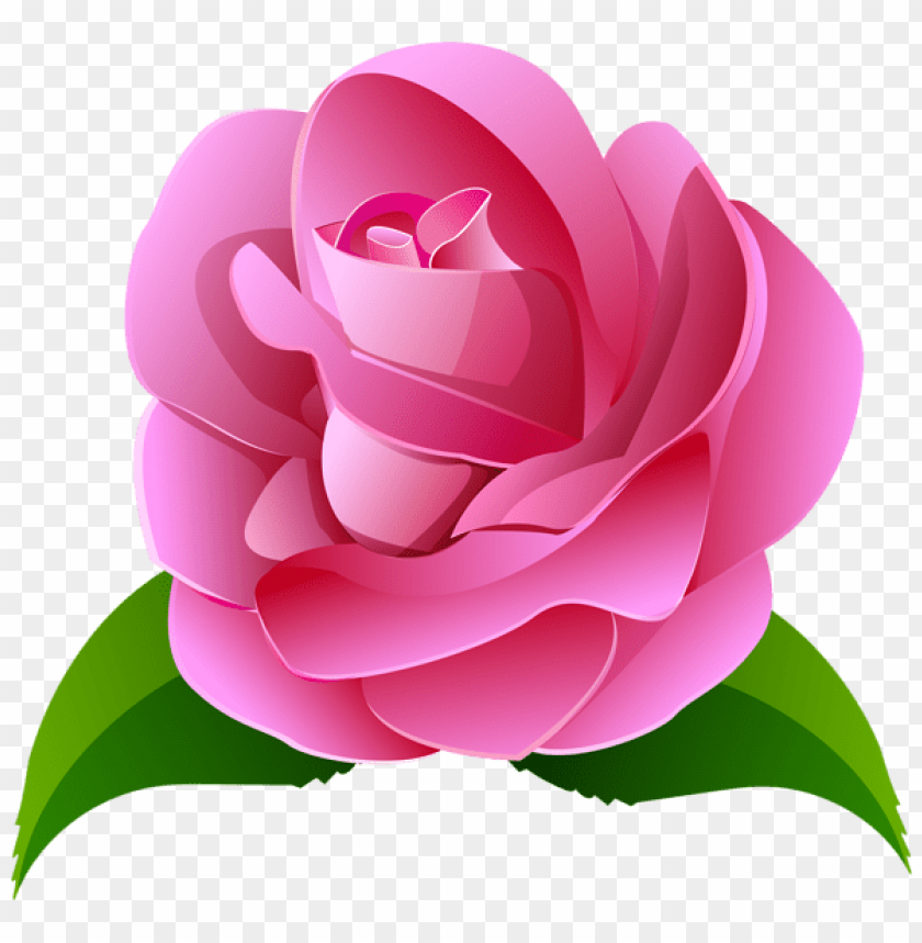 pink rose deco transparent