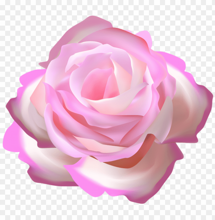 pink rose decorative transparent