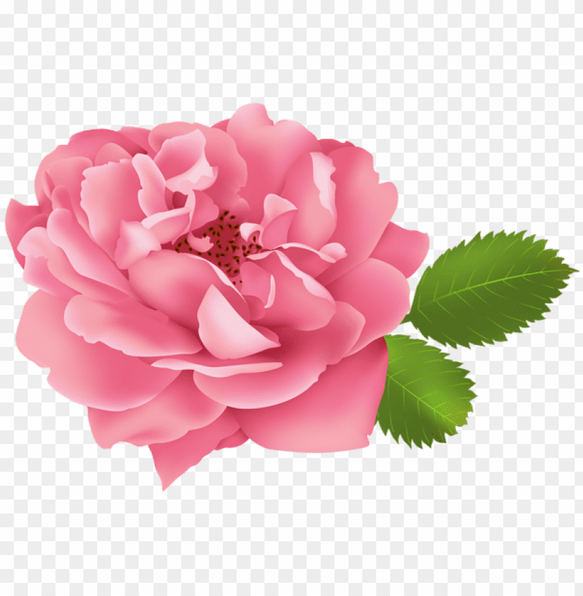 pink rose flower bush