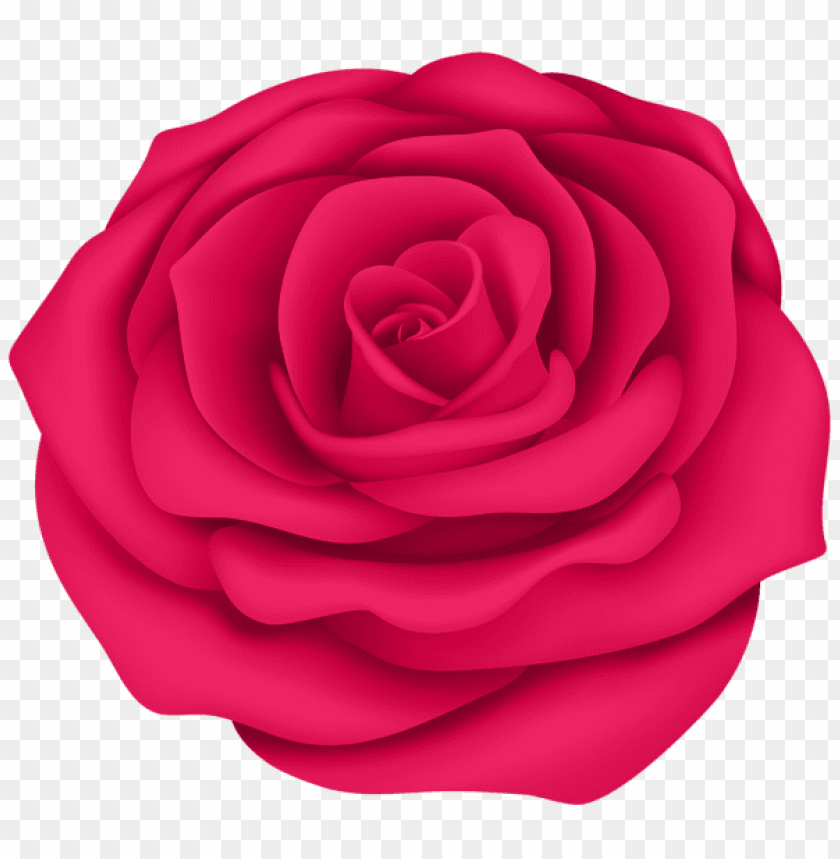 pink rose flower transparent