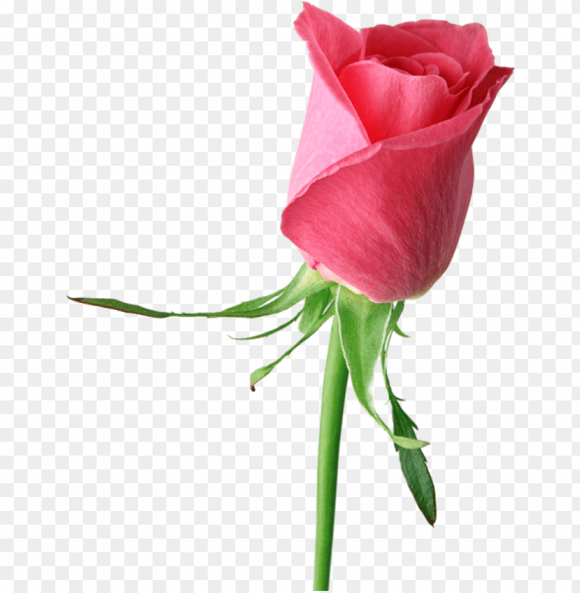 PNG image of pink rose large with a clear background - Image ID 44111