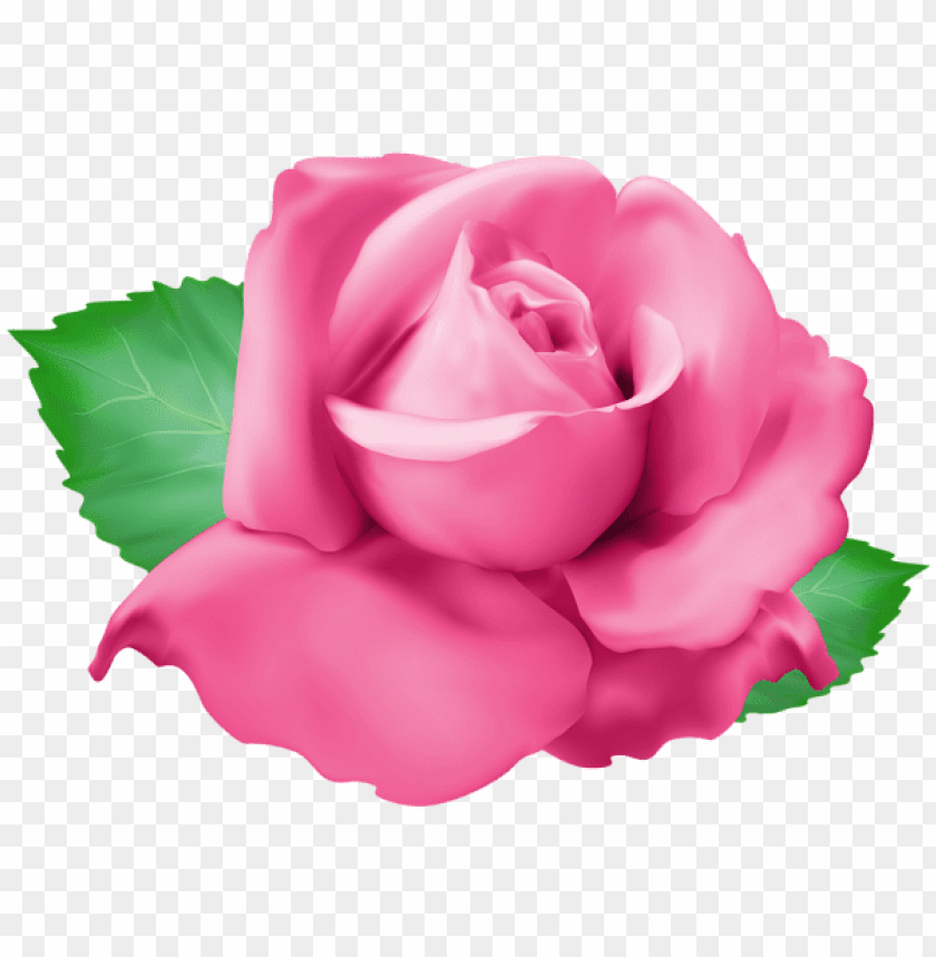 pink rose png