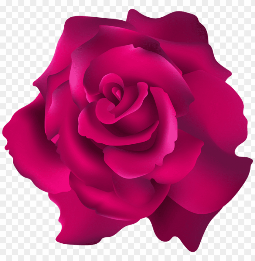 pink rose transparent