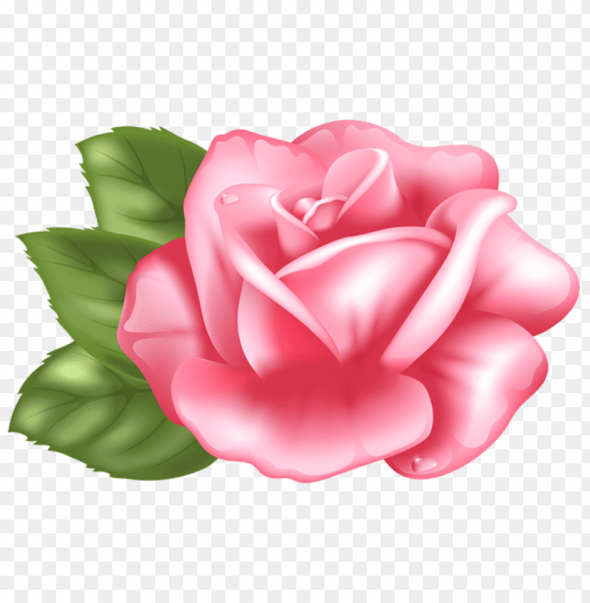 pink rose transparent