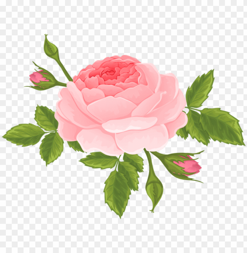 pink rose with buds