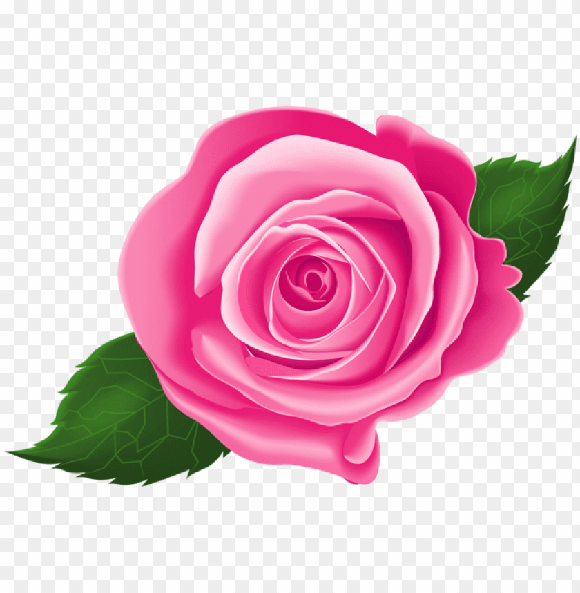 pink rose with leaves