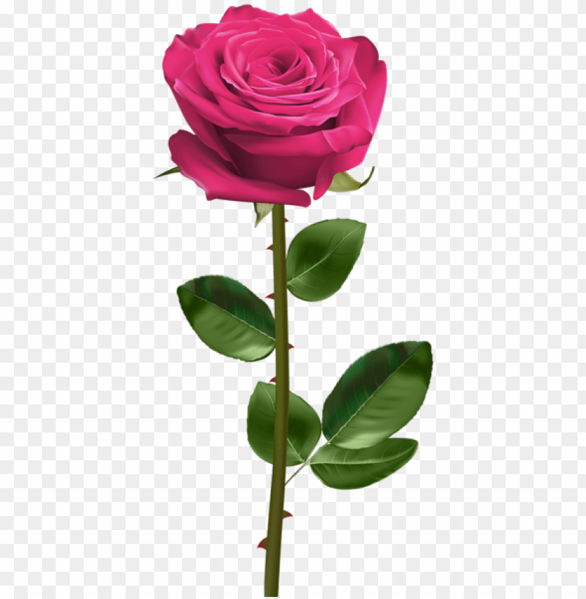 pink rose with stem