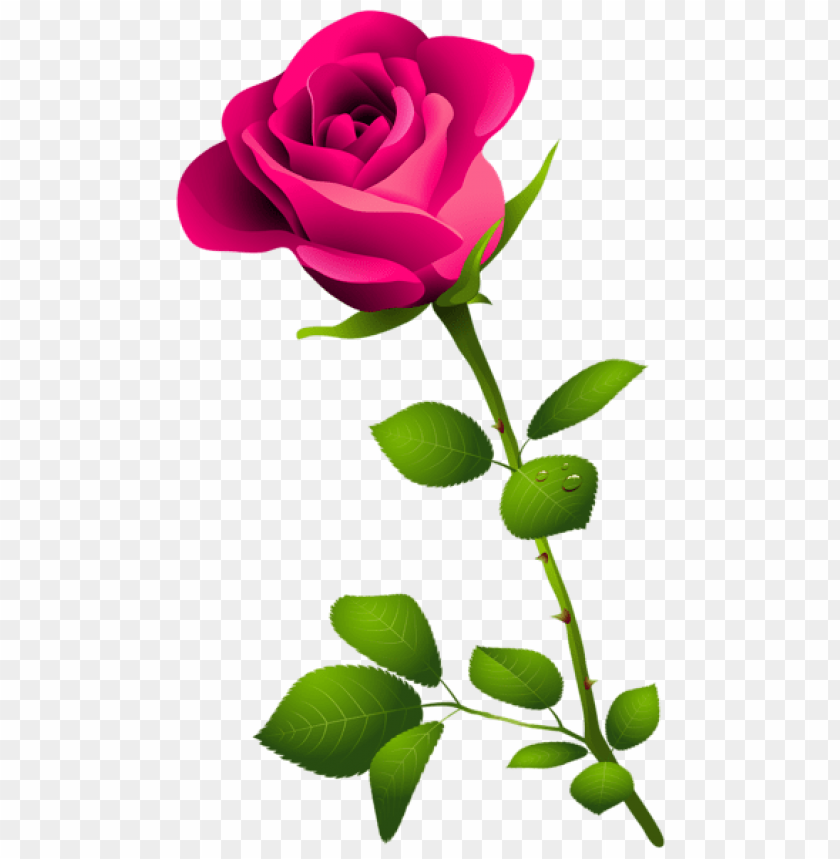 pink rose with stem