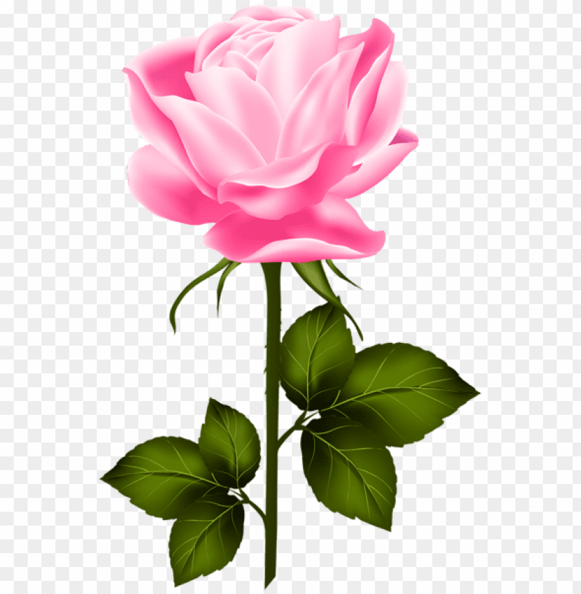 pink rose with stem png