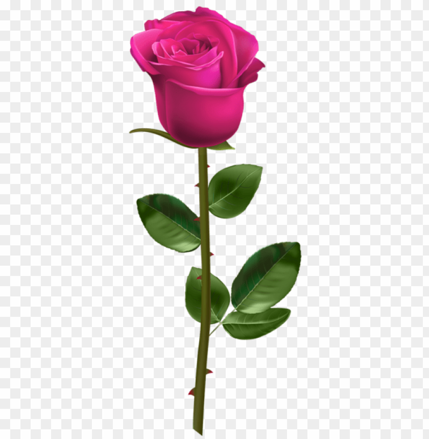 pink rose with stem transparent