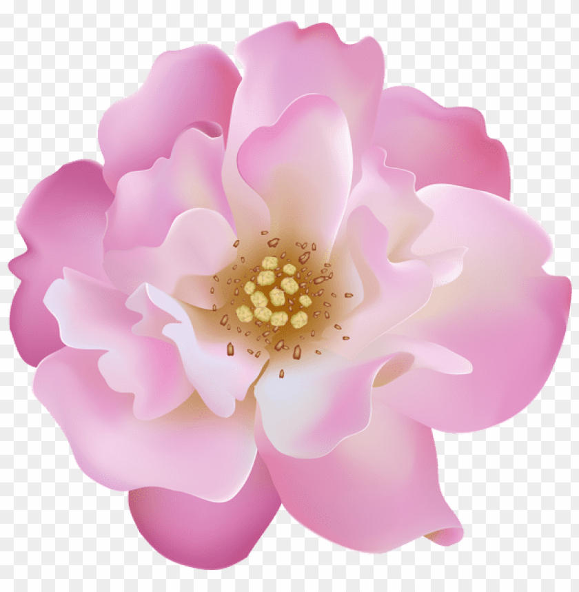 pink rosebush flower transparent