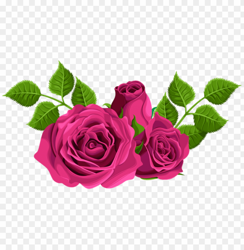 pink roses decorative