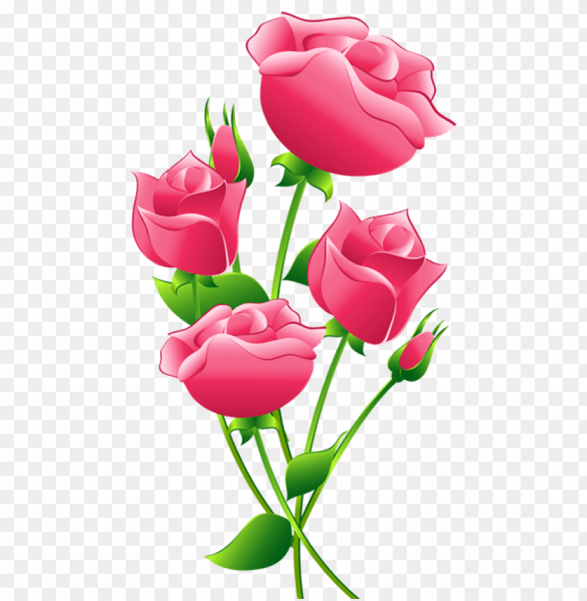 pink roses transparent