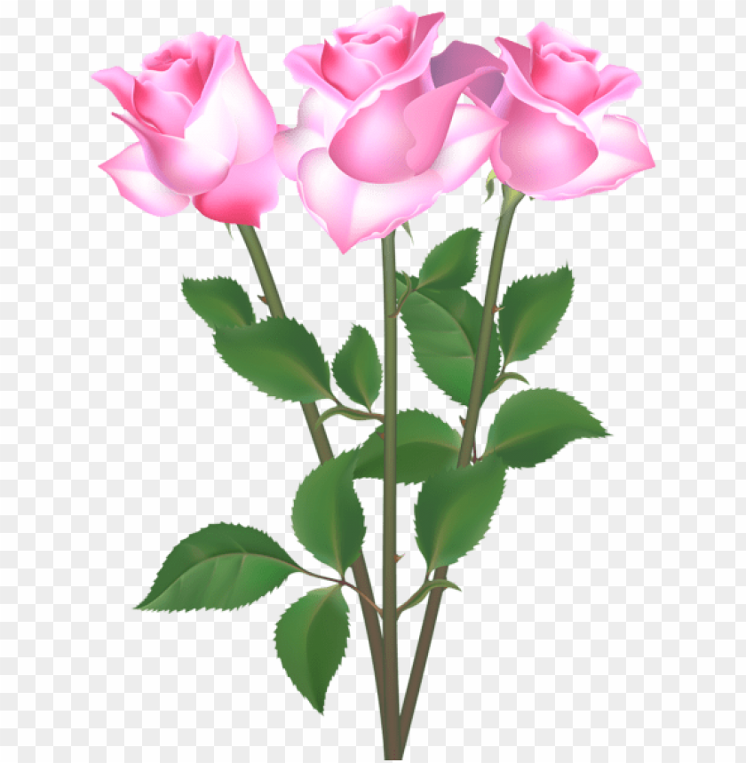 pink roses transparent