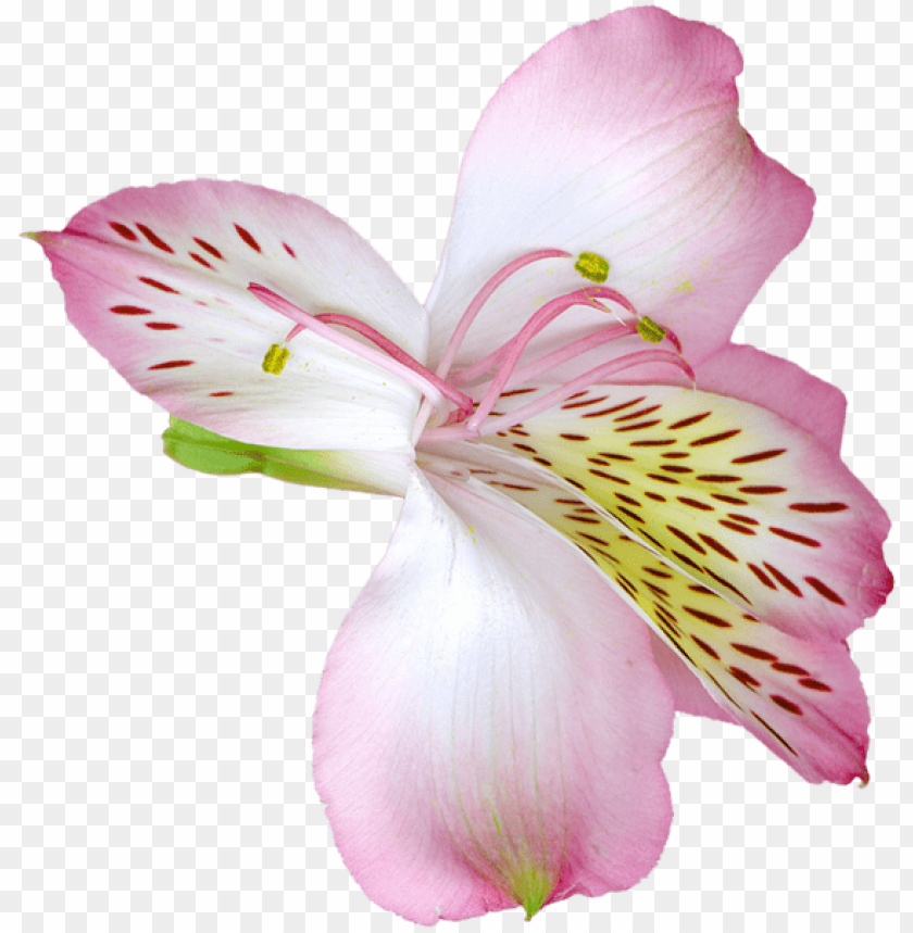 pink transparent lily flower