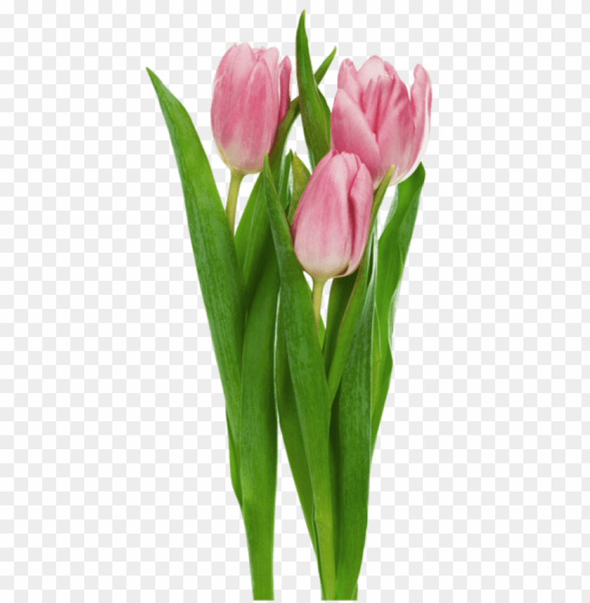 pink transparent tulips flowers