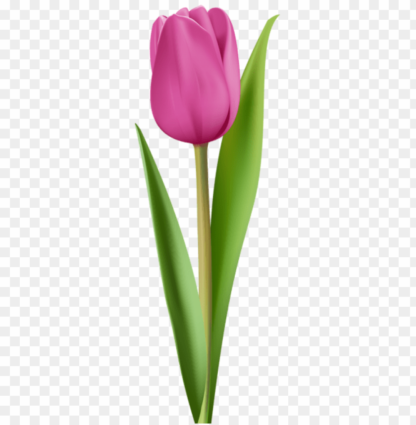 PNG image of pink tulip with a clear background - Image ID 44579