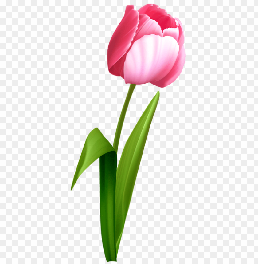 PNG Image Of Pink Tulip With A Clear Background - Image ID 44589 | TOPpng