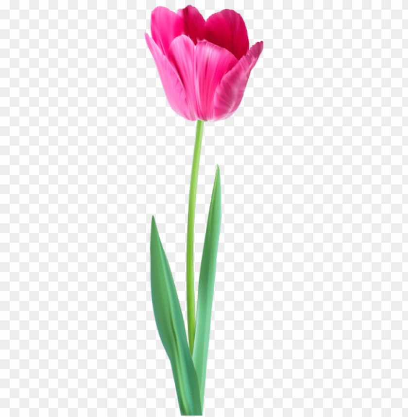 pink tulip decorative